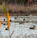 Mexico Duck And Dove Hunting