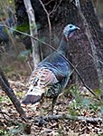 Mexico Quail Hunting