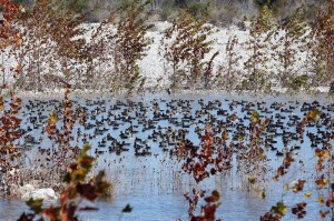 Duck Hunt in Mexico-Stuart Ranches