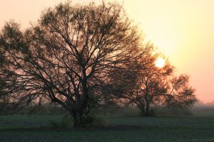 mexico hunting-stuart-ranches-sunrise