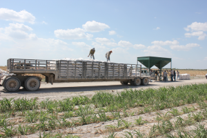 Corn harvest bagged