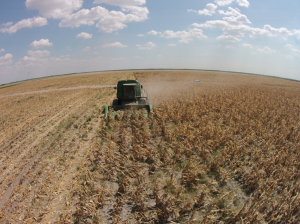 corn harvest.rfs