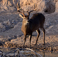 Rancho Coahuila (27,000 acres)