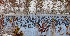 Duck Hunt in Mexico-Stuart Ranches