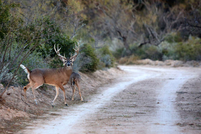 Rancho San Antonio, just for hunting ranch Stuart Ranches
