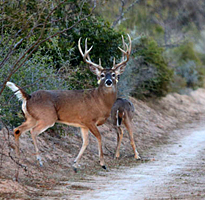 Rancho San Antonio (9,029 acres)